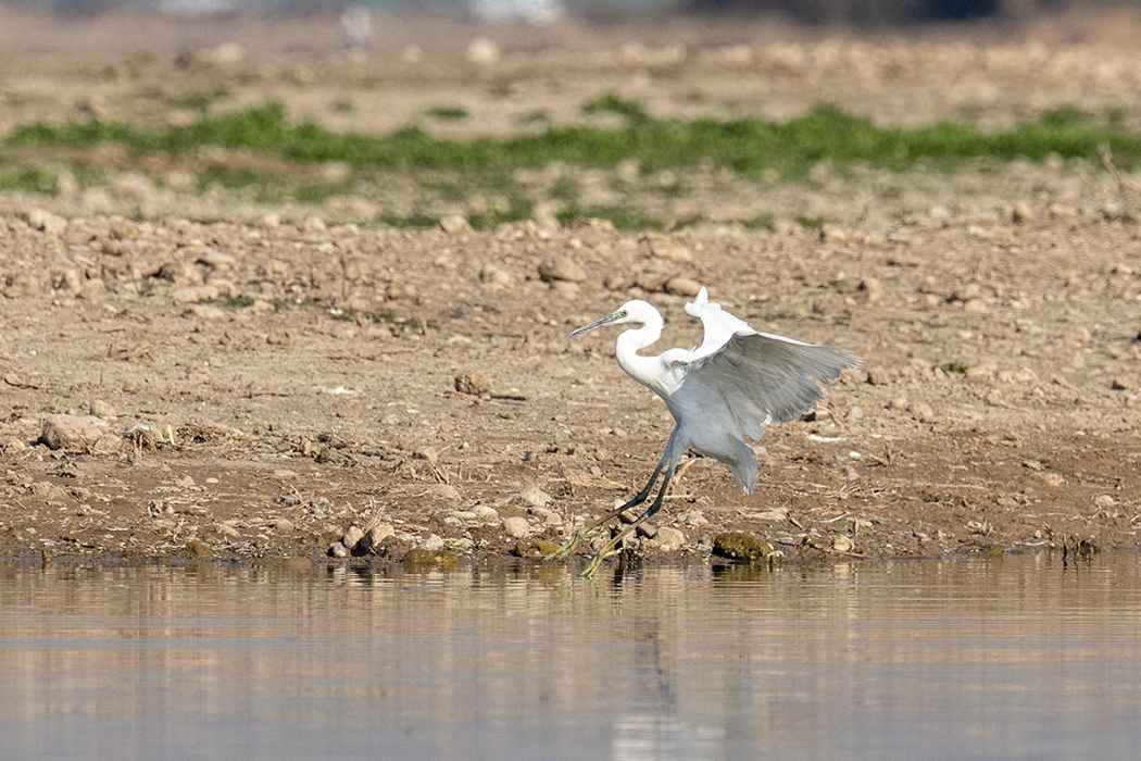 Western Reef-Heron